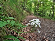 17 Fiore di cardamine sul sentiero